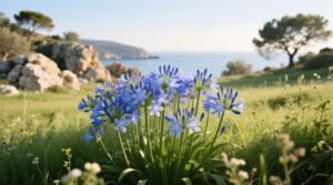 Agapanthus growing zone usda zones 711 with cold hardy options.jpg