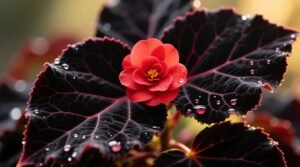 Black rex begonia care light water humidity propagation guide.jpg