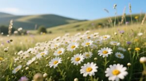 English daisy ground cover low maintenance blooming perennial solution.jpg
