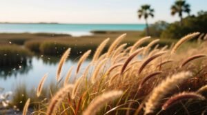 Fountain grass in florida best varieties care invasive warnings.jpg