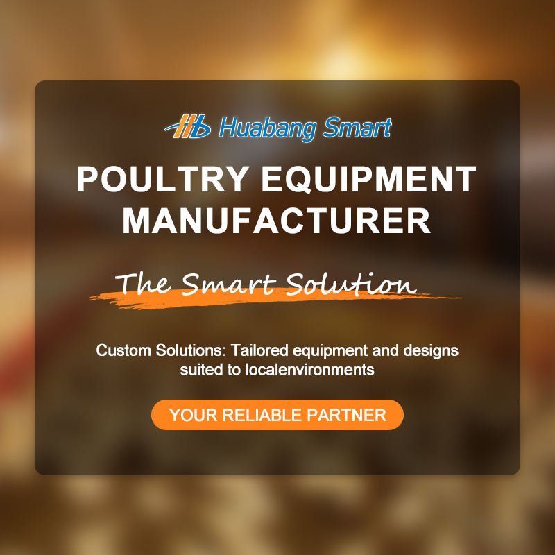 How to choose automatic layer cages for egg chicken poultry farms.jpg