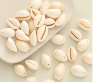 How to choose beach shells seashells corn shell natural home decor boxed lots for crafts weddings.jpg