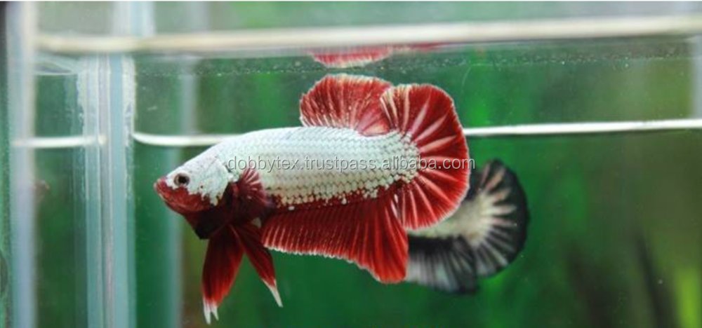 How to Choose Live Betta Fish Wholesale from Thailand: A Complete Buyer's Guide