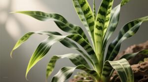 Why dracaena marginata leaves turn brown yellow drop fix guide.jpg